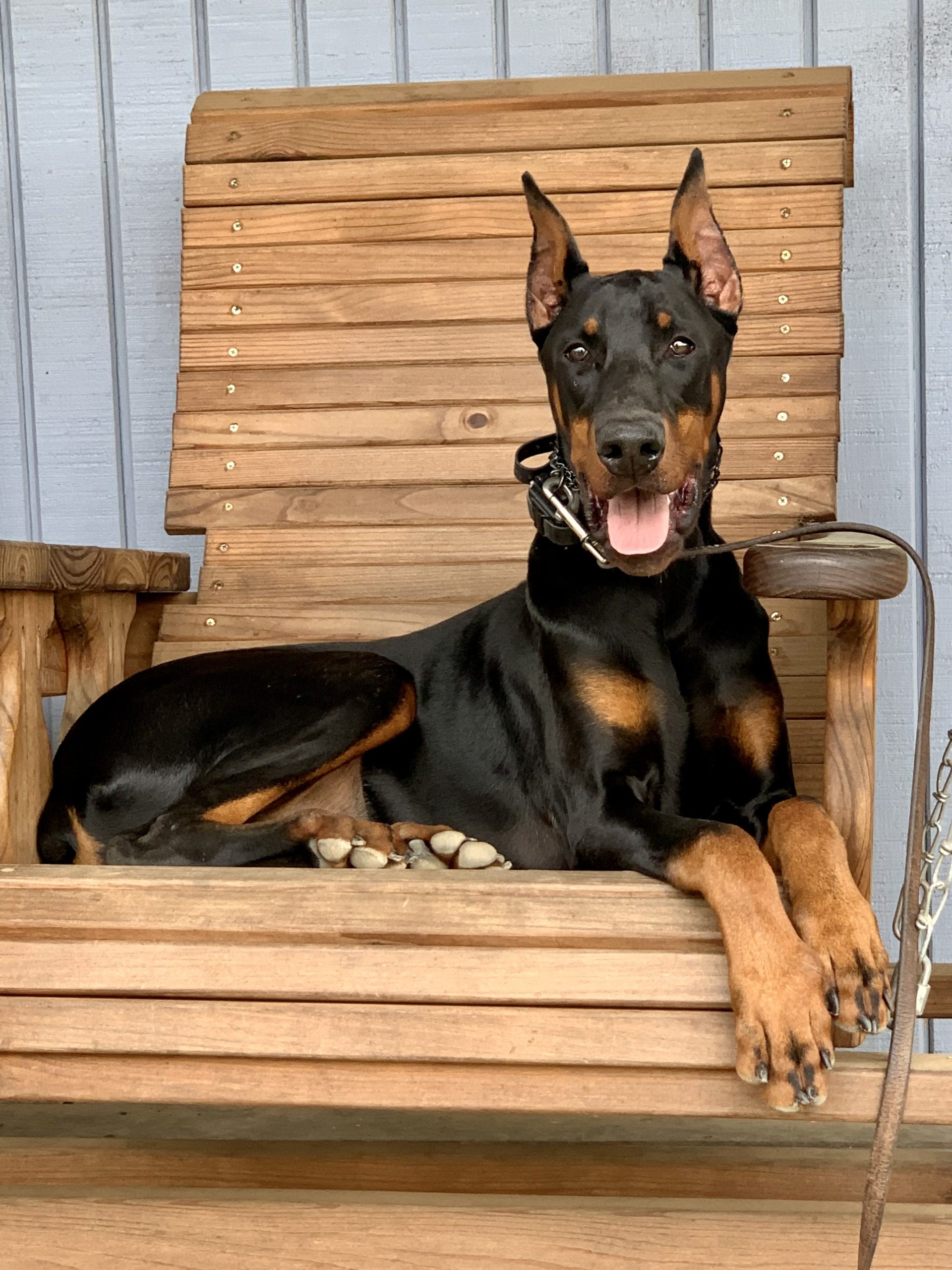Crate Training Rays Dobermann Kennels