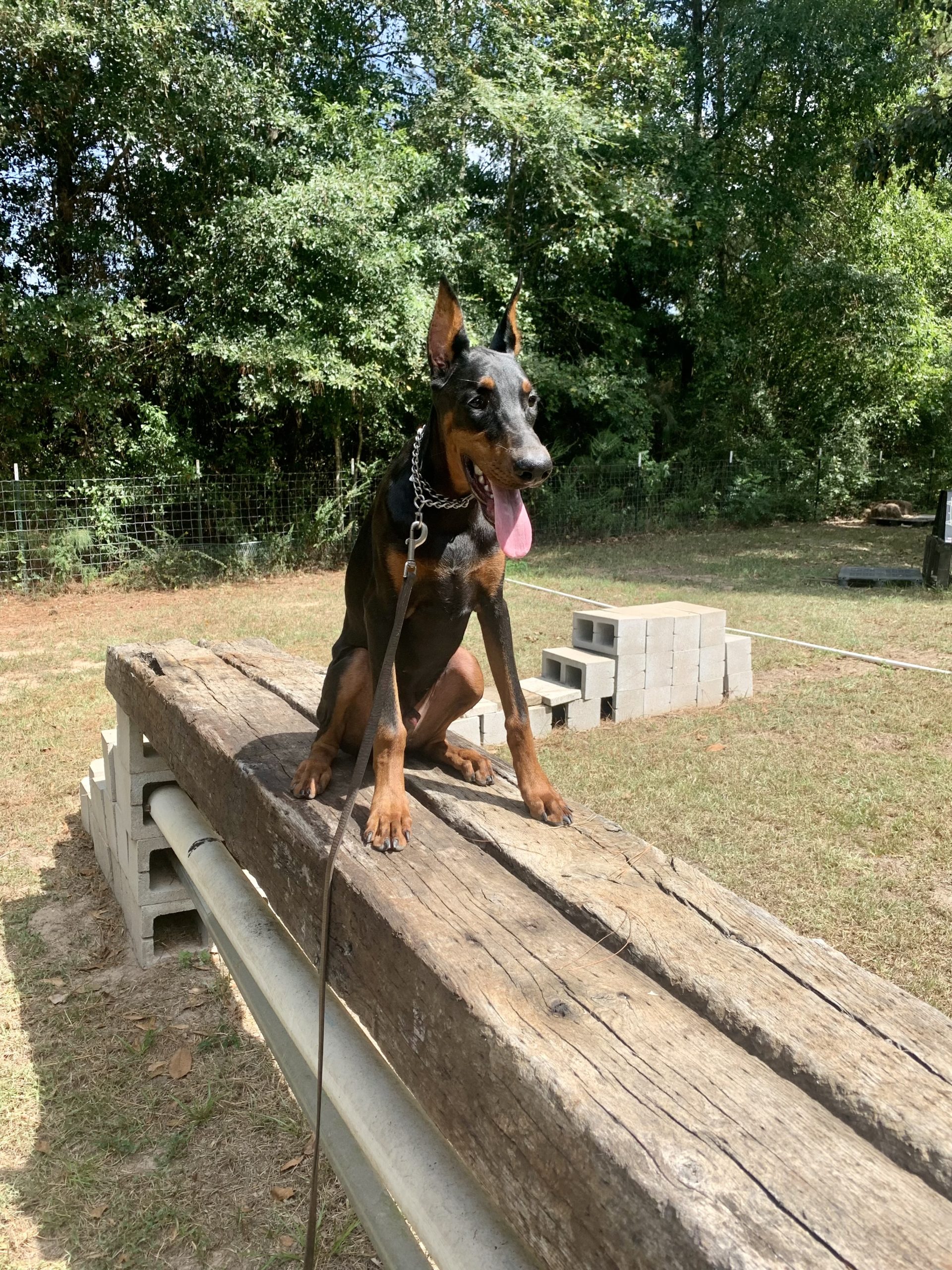 Crate Training Rays Dobermann Kennels