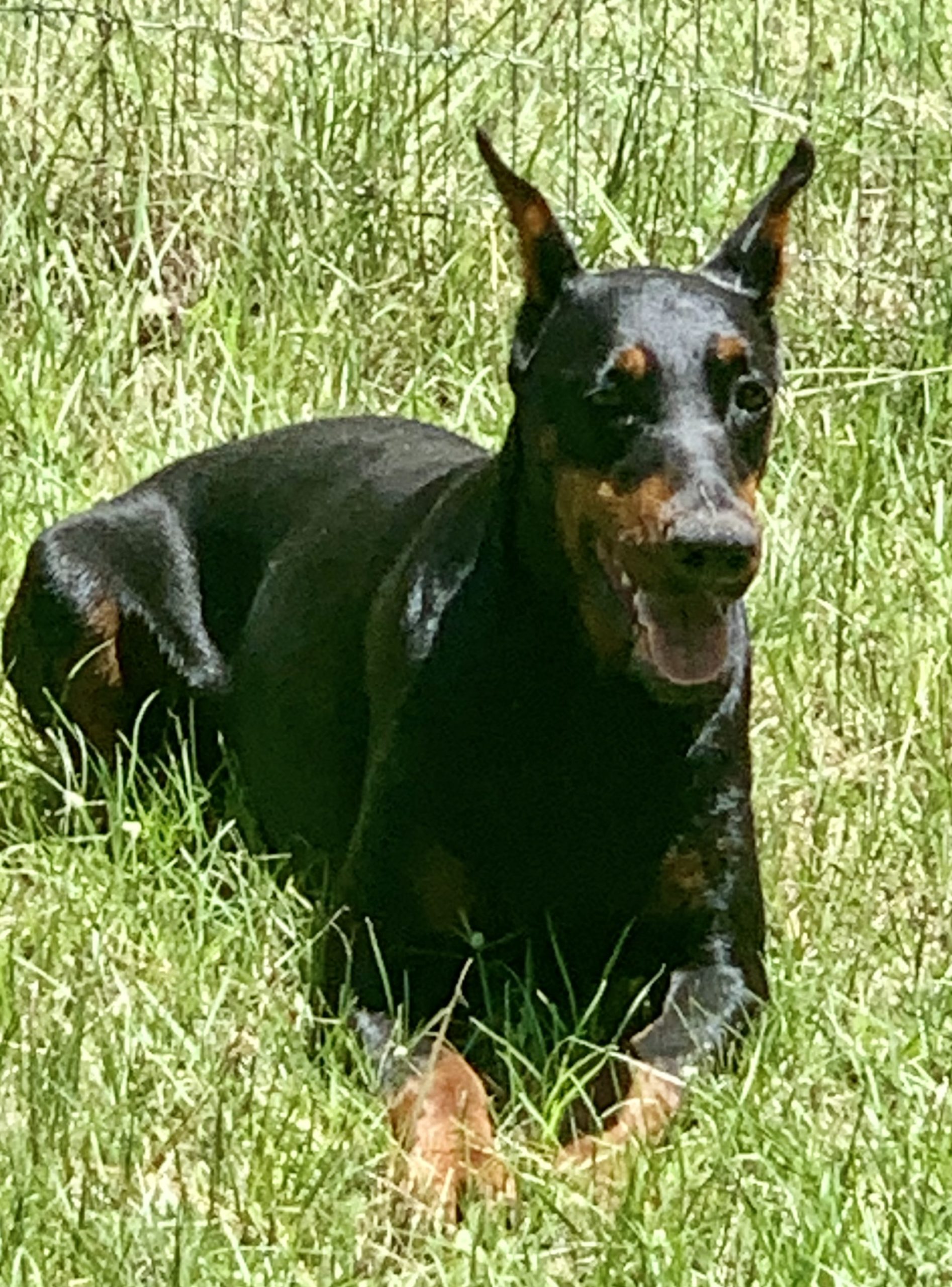 Crate Training Rays Dobermann Kennels