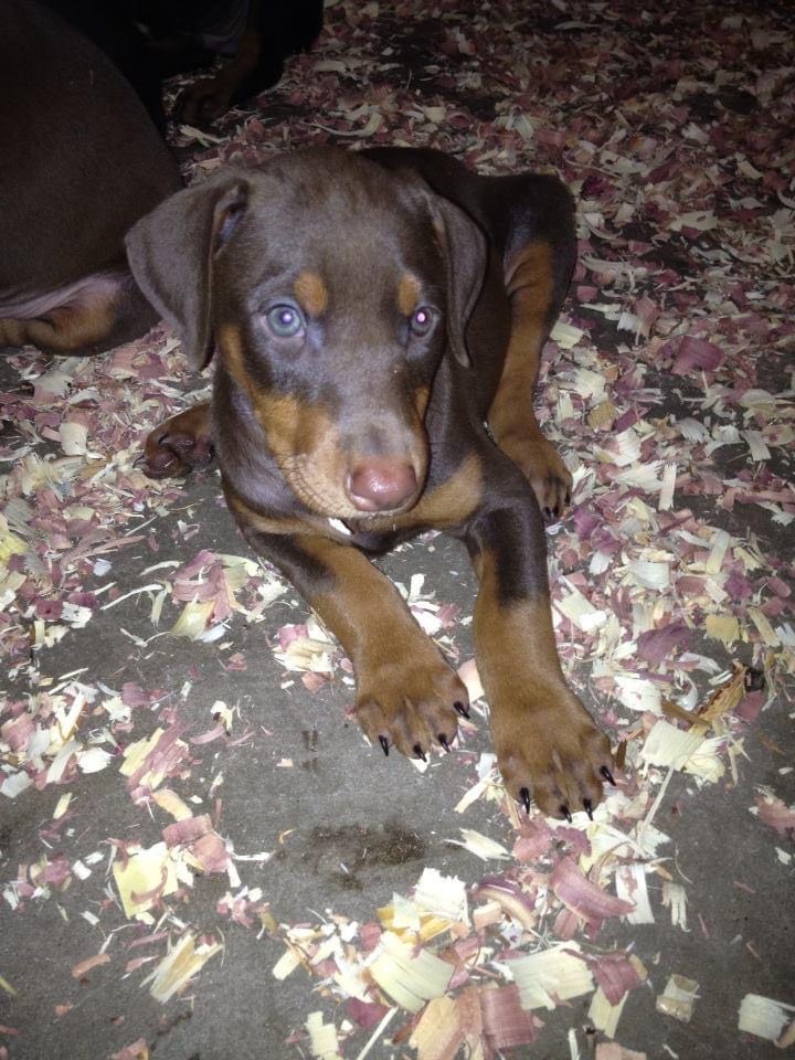 Crate Training Rays Dobermann Kennels