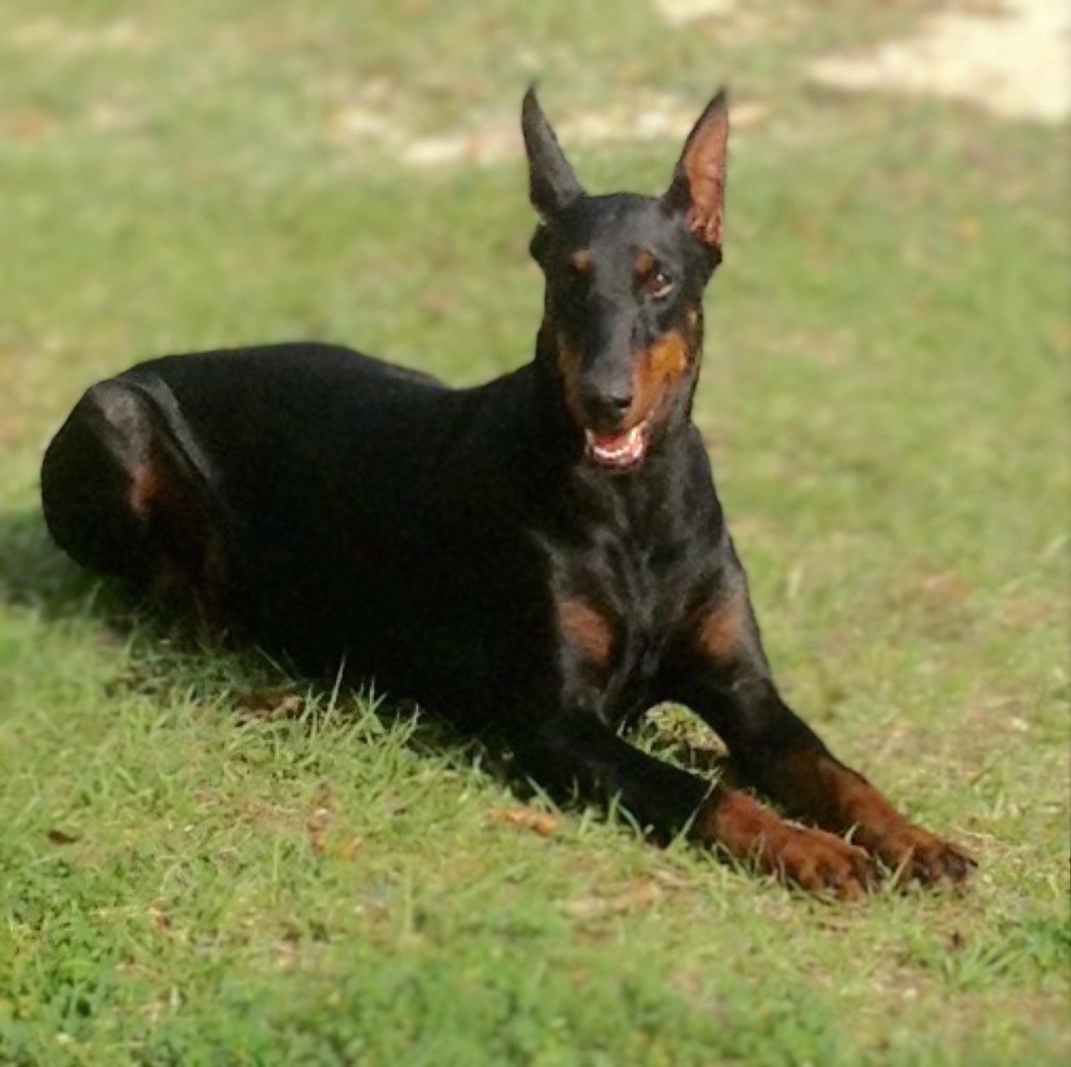 Crate Training Rays Dobermann Kennels