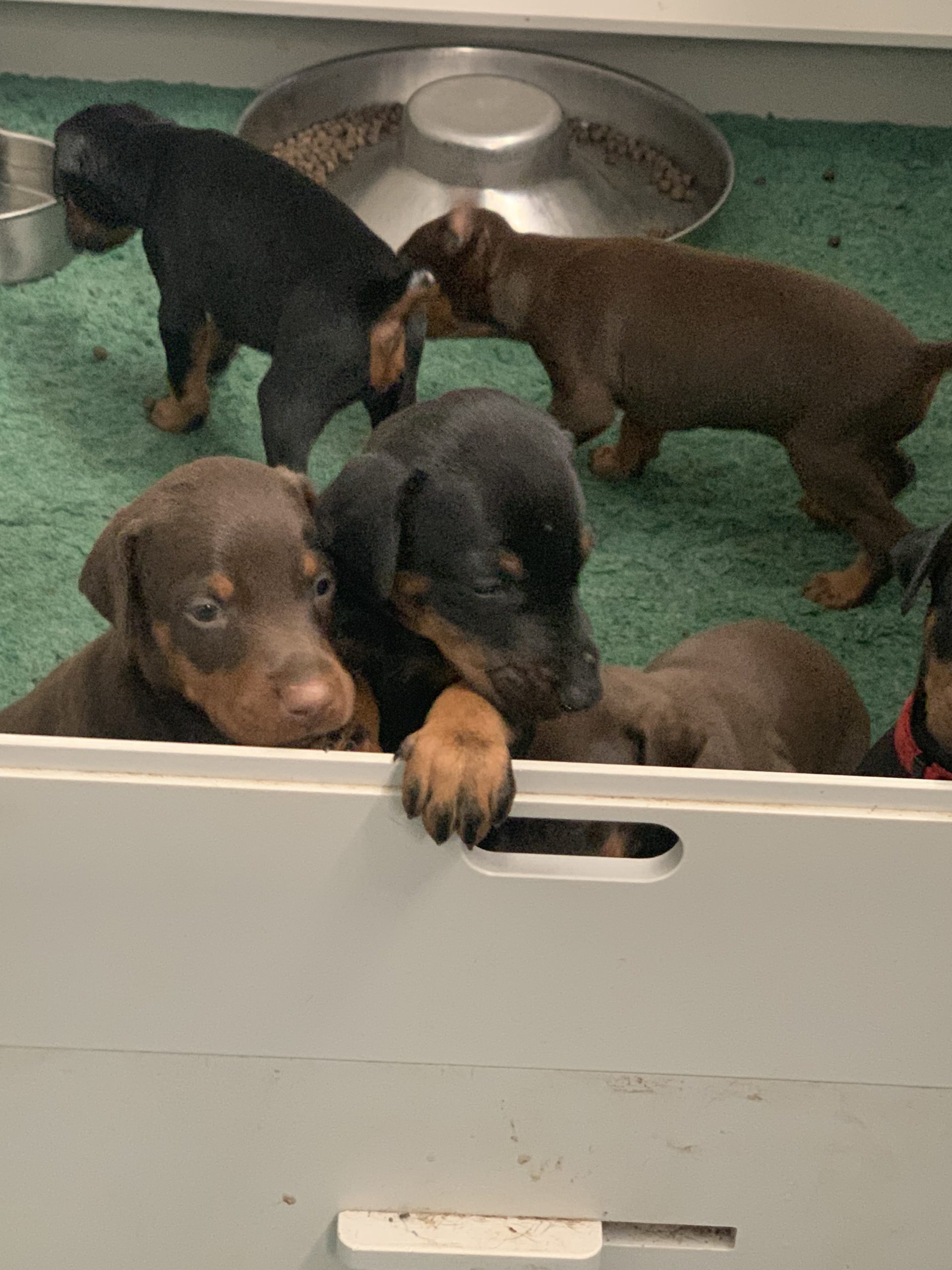 Crate Training - Rays Dobermann Kennels