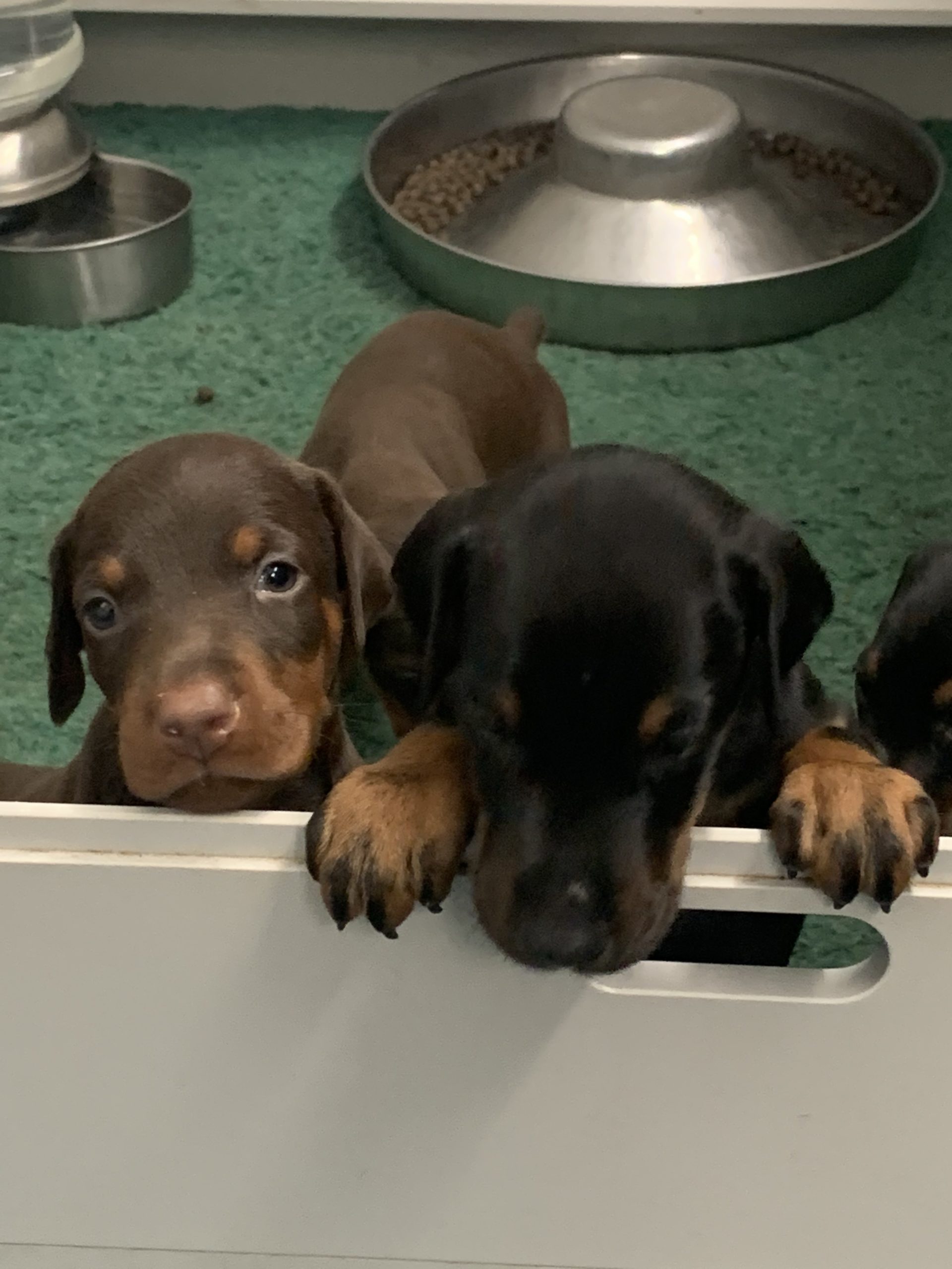 Crate Training Rays Dobermann Kennels