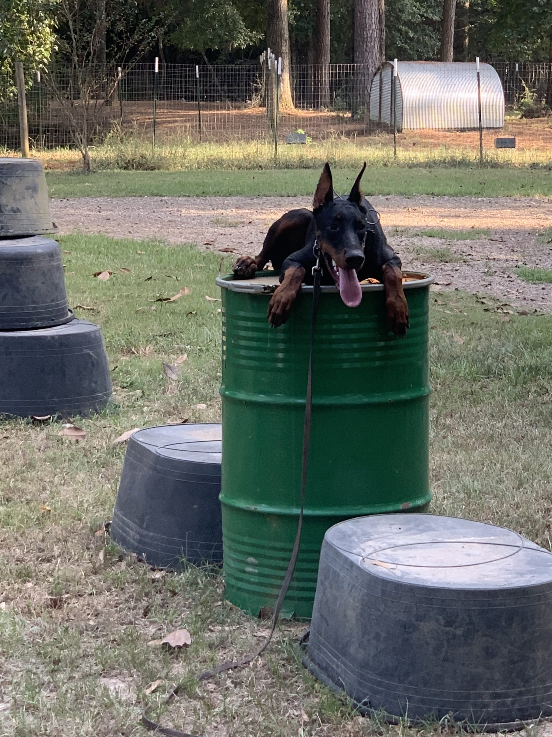 Crate Training Rays Dobermann Kennels